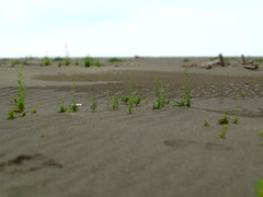 Chenopodium acuminatum