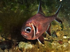 Trachichthys australis