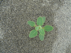 Chenopodium acuminatum