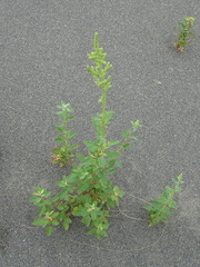 Chenopodium acuminatum
