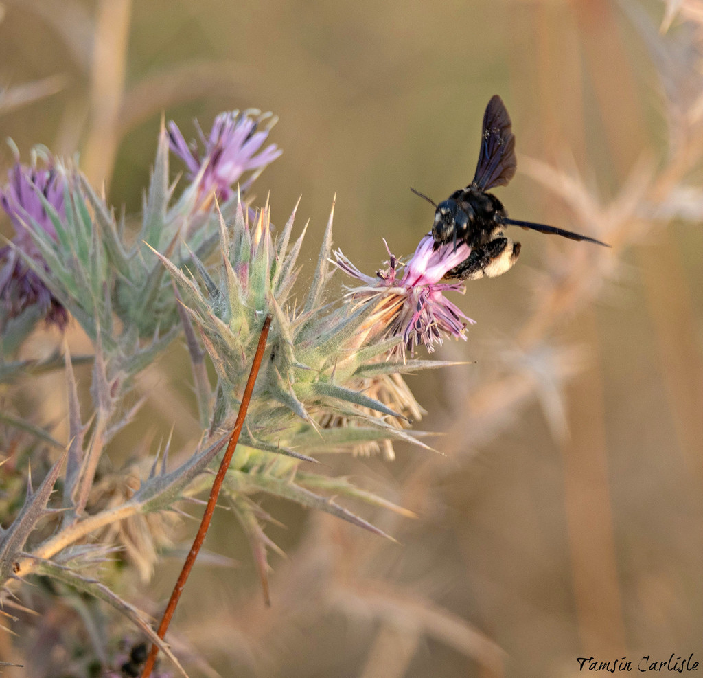 Andrena pyropygia