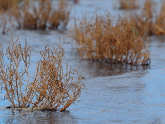 Chenopodium acuminatum