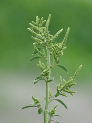 Chenopodium acuminatum