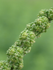 Chenopodium acuminatum