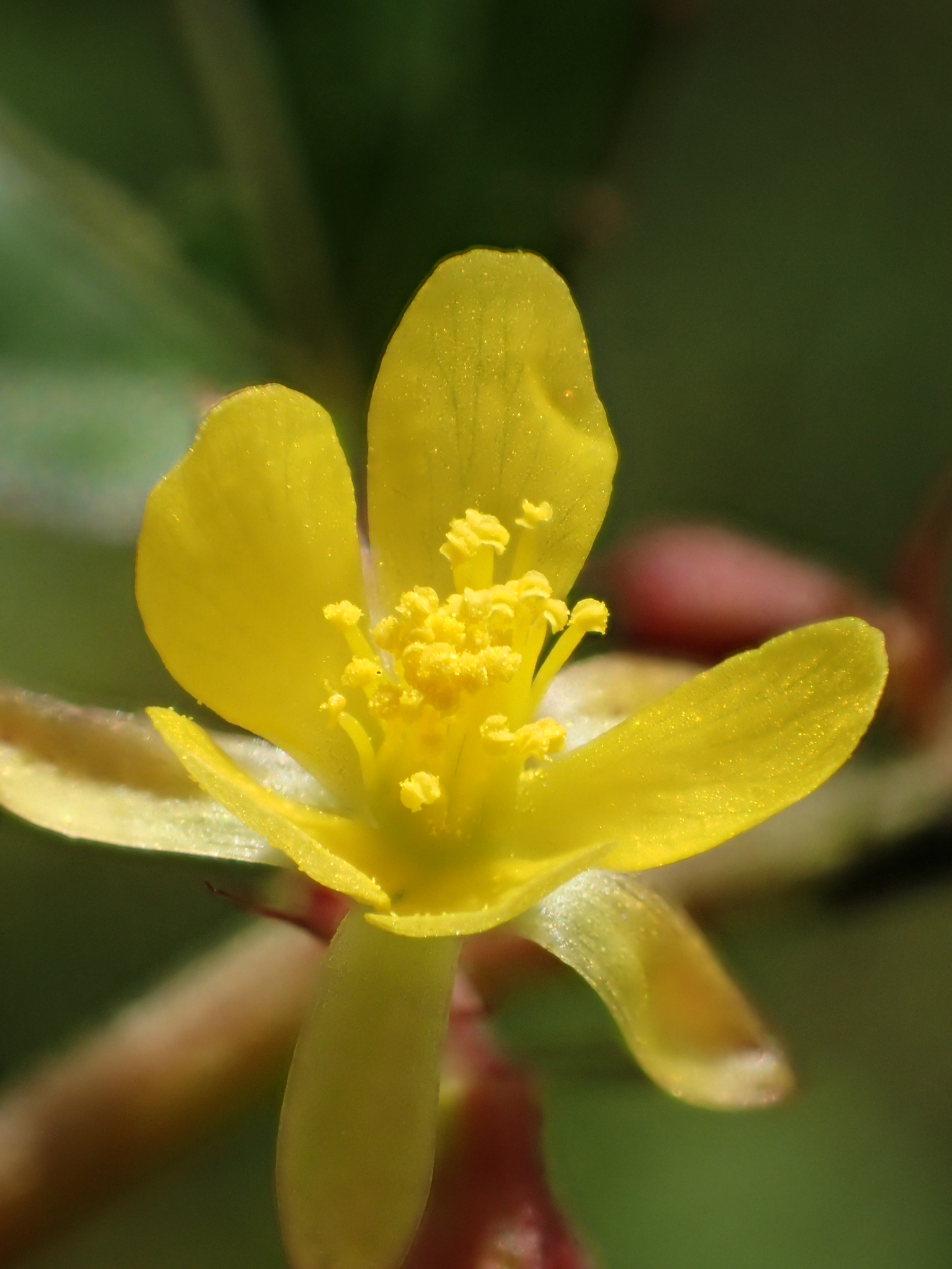 Corchorus aestuans