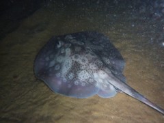 Urolophus circularis