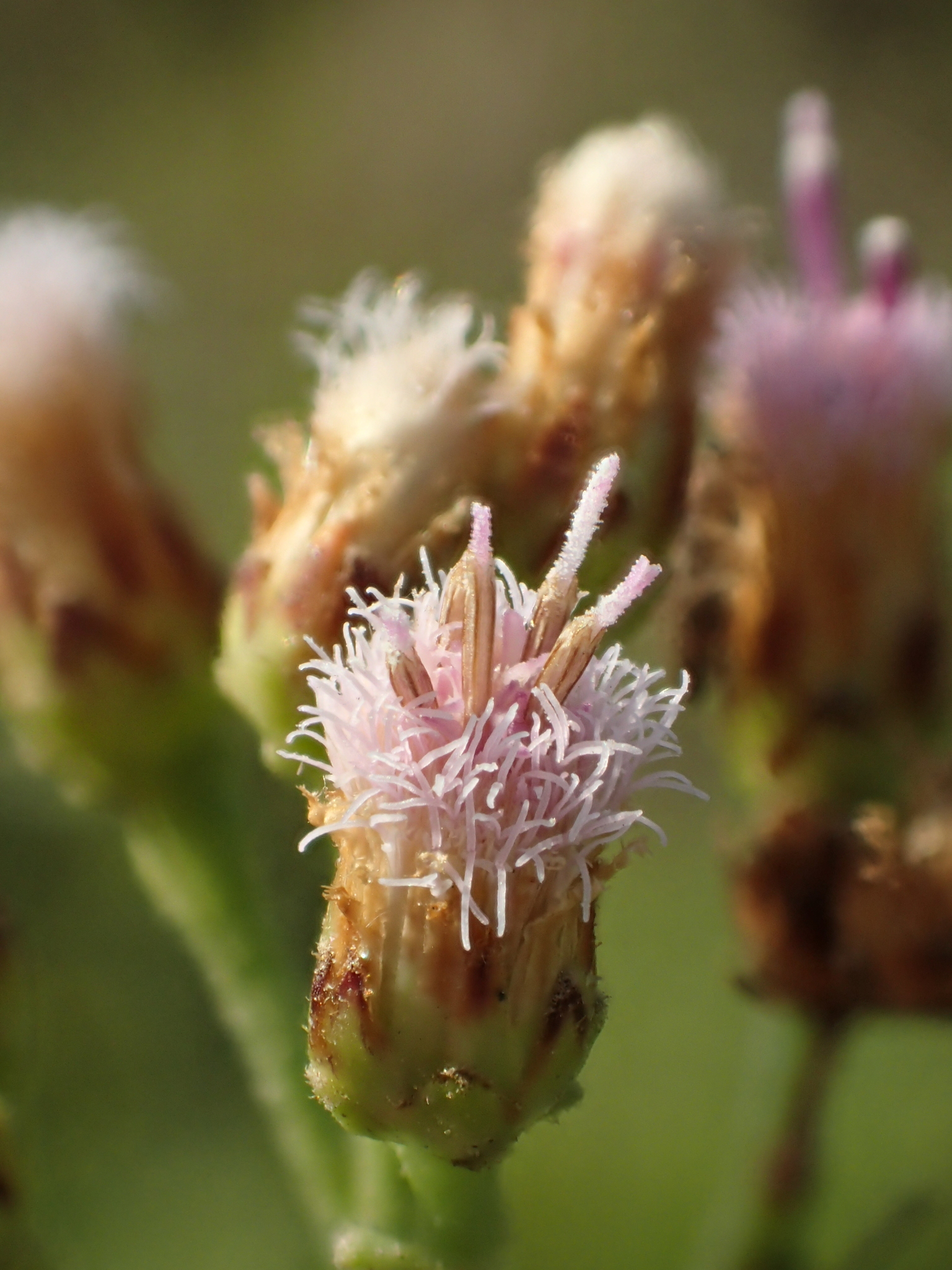 Indian marsh fleabane (Pluchea indica) · iNaturalist