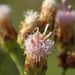 Indian Marsh Fleabane - Photo (c) 葉子, some rights reserved (CC BY-NC-ND), uploaded by 葉子