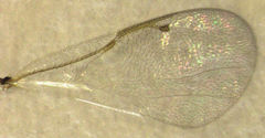 Eurytomidae