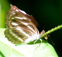 Limenitidinae