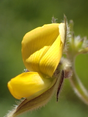 Crotalaria bialata