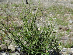 Crotalaria bialata