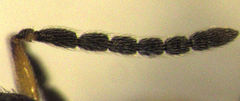 Eurytomidae