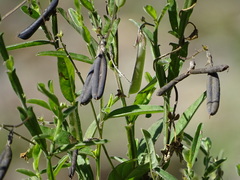 Crotalaria bialata