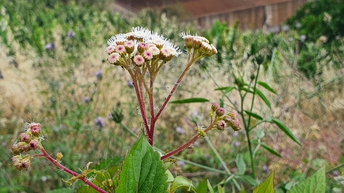 Ageratina adenophora image