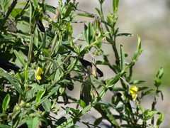 Crotalaria bialata
