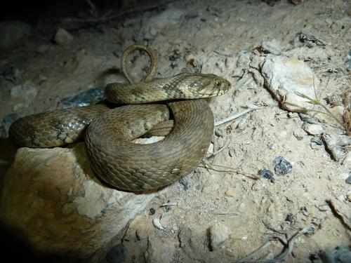 Viperine Snake