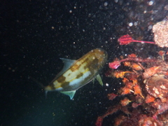 Seriola hippos