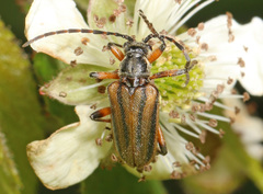 Brachysomida bivittata