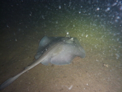 Trygonoptera personata