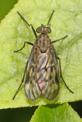 Rhagio punctipennis