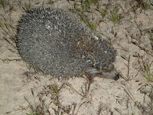 North African Hedgehog