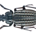 Carabus clathratus - Photo (c) Udo Schmidt, some rights reserved (CC BY-SA)