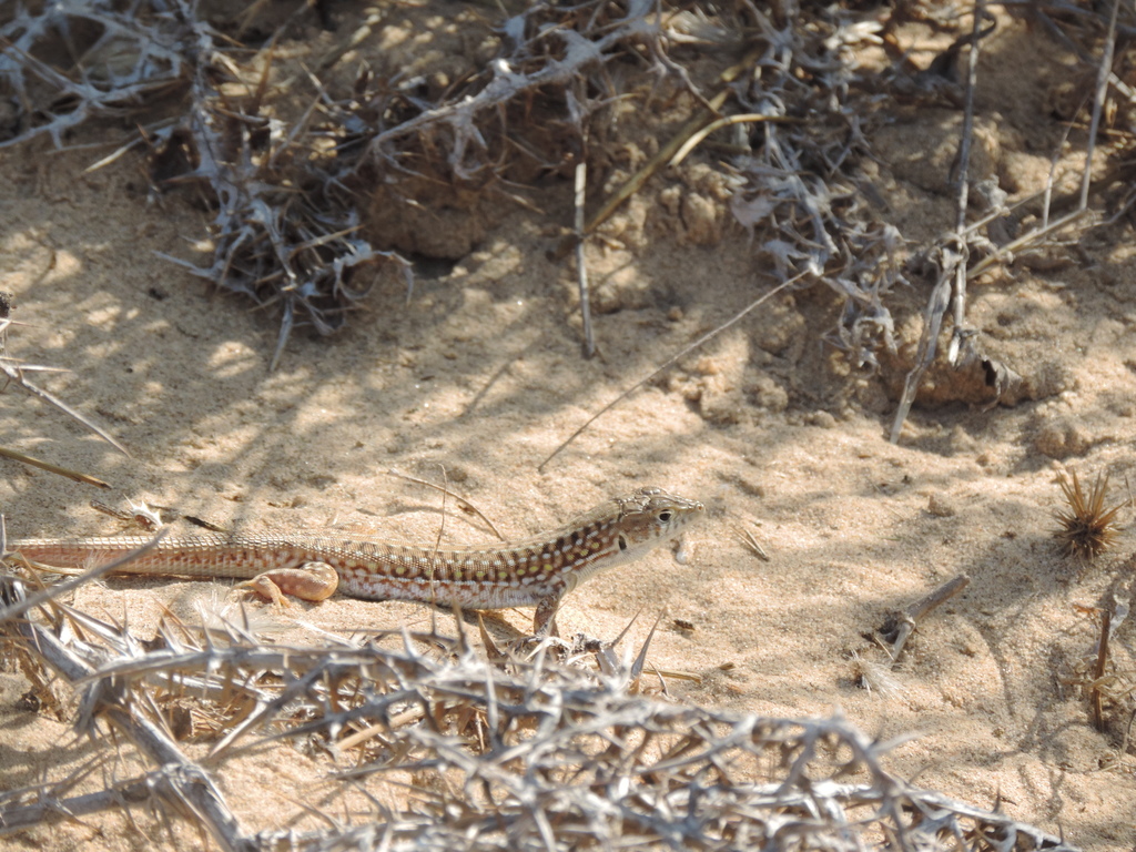 Savigny's Fringe-Fingered Lizard