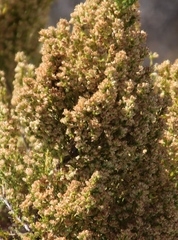 Erica leucanthera
