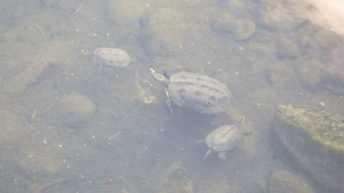 Mauremys sinensis