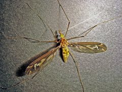 Leptotarsus huttoni