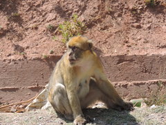 Macaca sylvanus