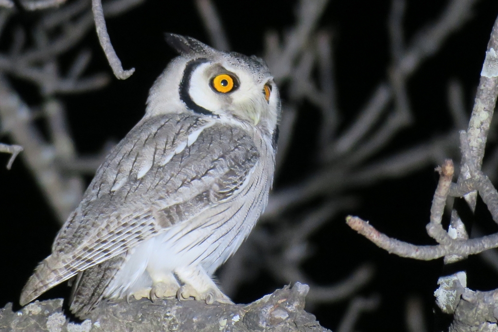 Southern White-faced Owl (Ptilopsis granti) photo