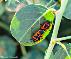 Eurydema spectabilis