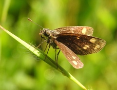 Taractrocera ceramas