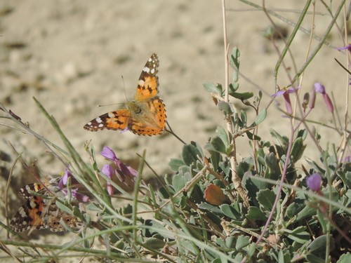 Painted Lady