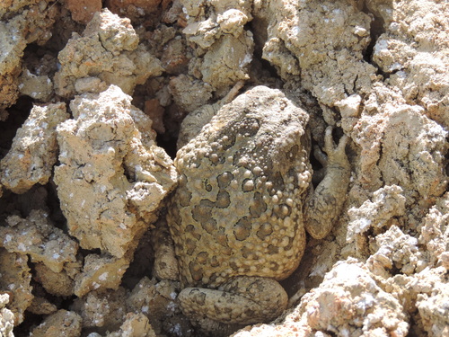 Mauritanian Toad