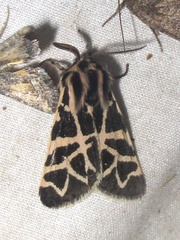 Apantesis nevadensis