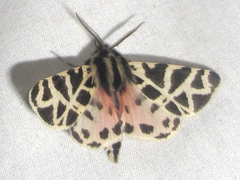 Apantesis nevadensis