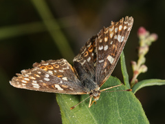 Phyciodes pulchella