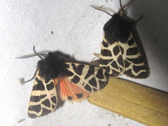 Apantesis nevadensis