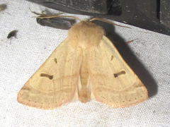 Dichagyris variabilis