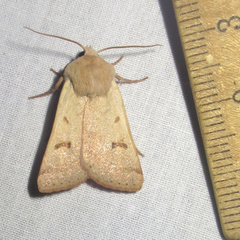 Dichagyris variabilis