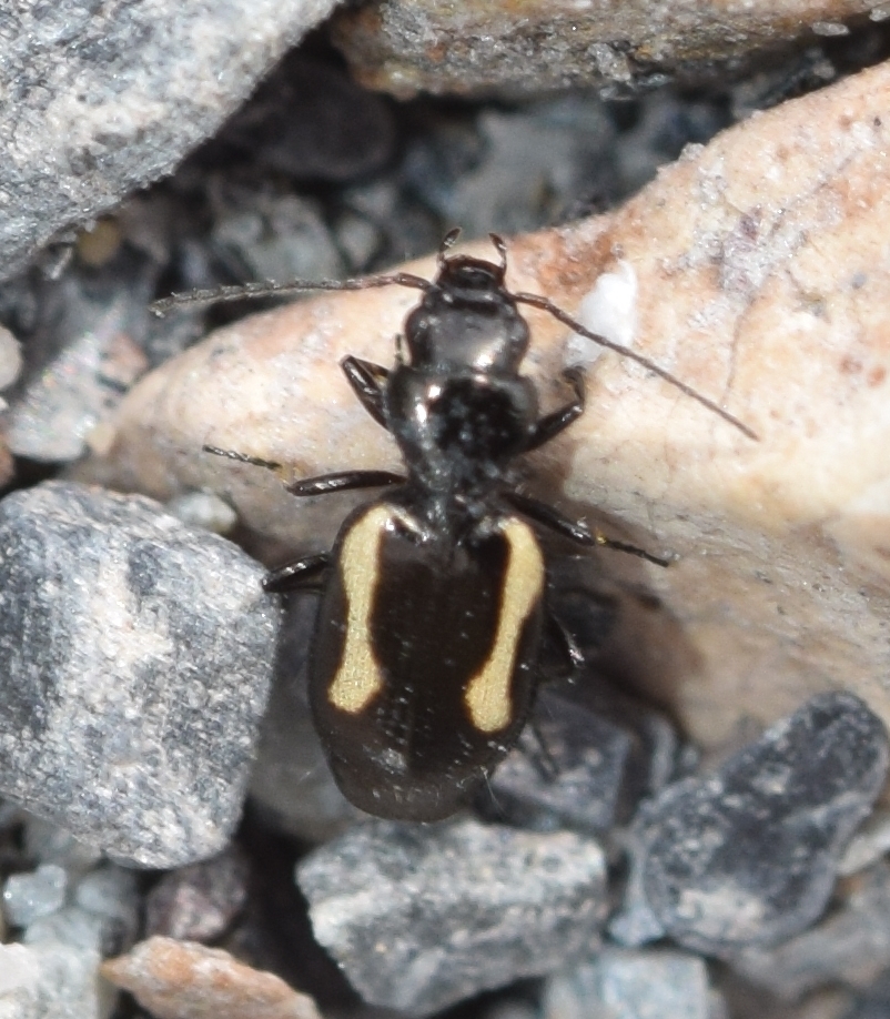 Lionychus albonotatus