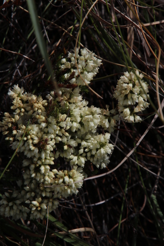 Image of Erica leucanthera by (c) Tony Rebelo, some rights reserved (CC BY-SA)