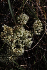 Erica leucanthera