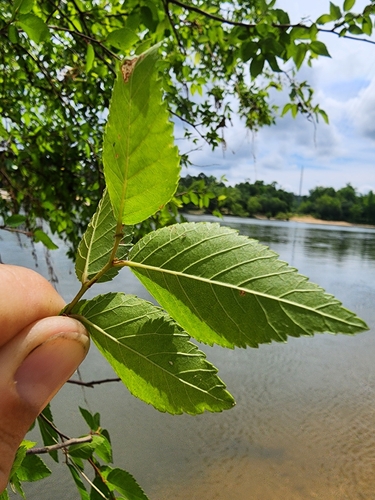 Image of Planera aquatica by (c) Scott Allen Davis, some rights reserved (CC BY)