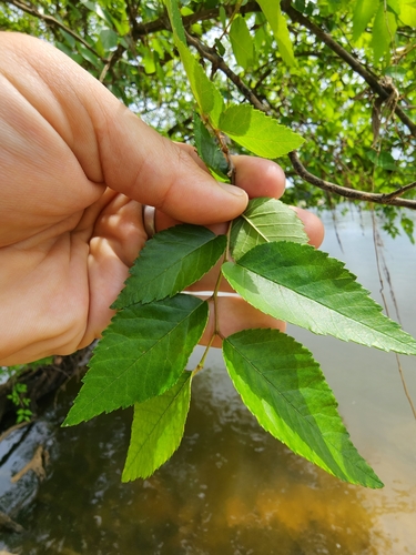 Image of Planera aquatica by (c) Scott Allen Davis, some rights reserved (CC BY)