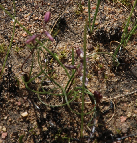 Image of Drimia fragrans by (c) Tony Rebelo, some rights reserved (CC BY-SA)