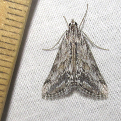 Evergestis simulatilis